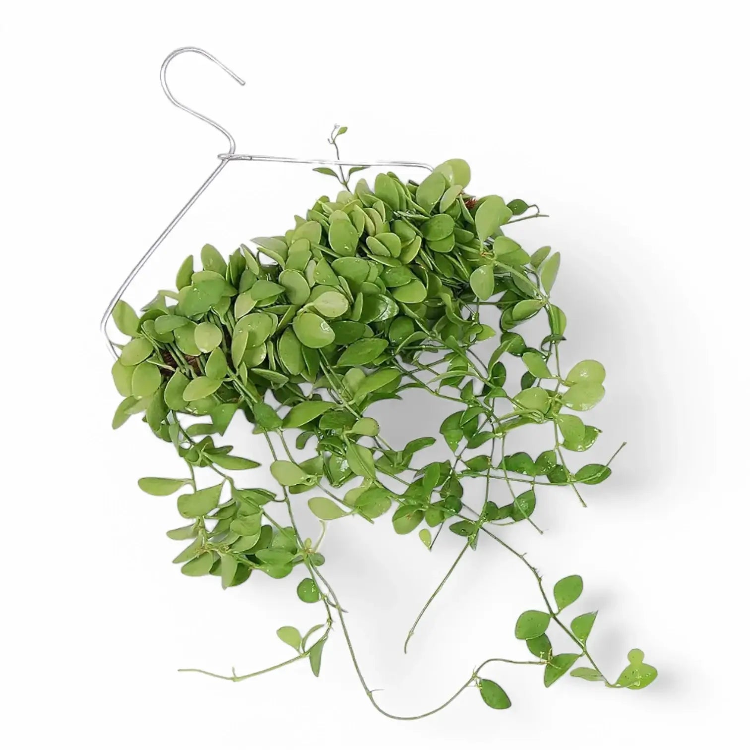 Dischidia sp. Geri D22 aka 'Apple leaf' potted houseplant in nursery pot on white background, product photo 4.