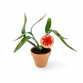 Disocactus (Epiphyllum) ackermannii Zimmerpflanze im Anzuchttopf vor weißem Hintergrund, Produktfoto 2.