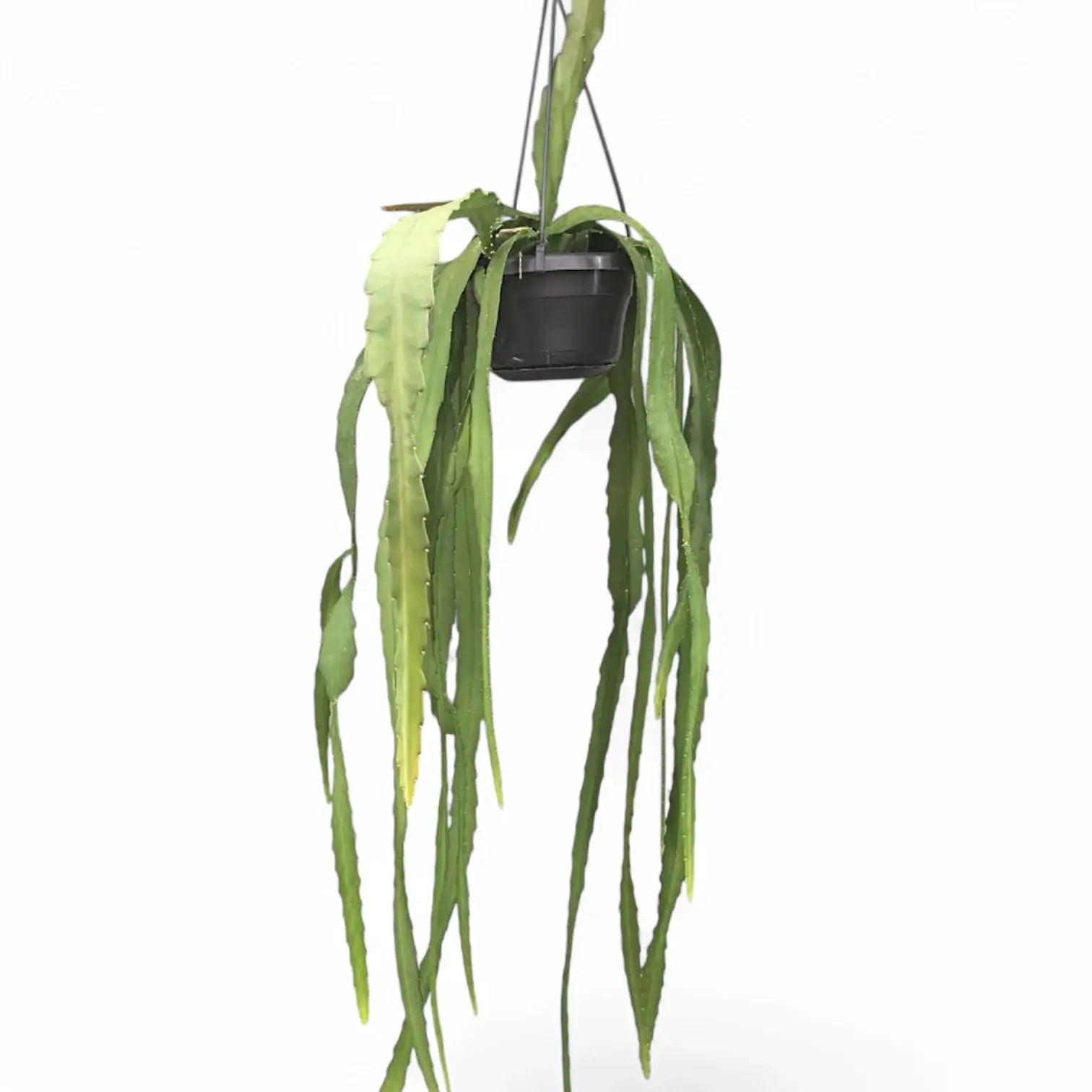 Disocactus (Epiphyllum) ackermannii Zimmerpflanze im Anzuchttopf vor weißem Hintergrund, Produktfoto 3.