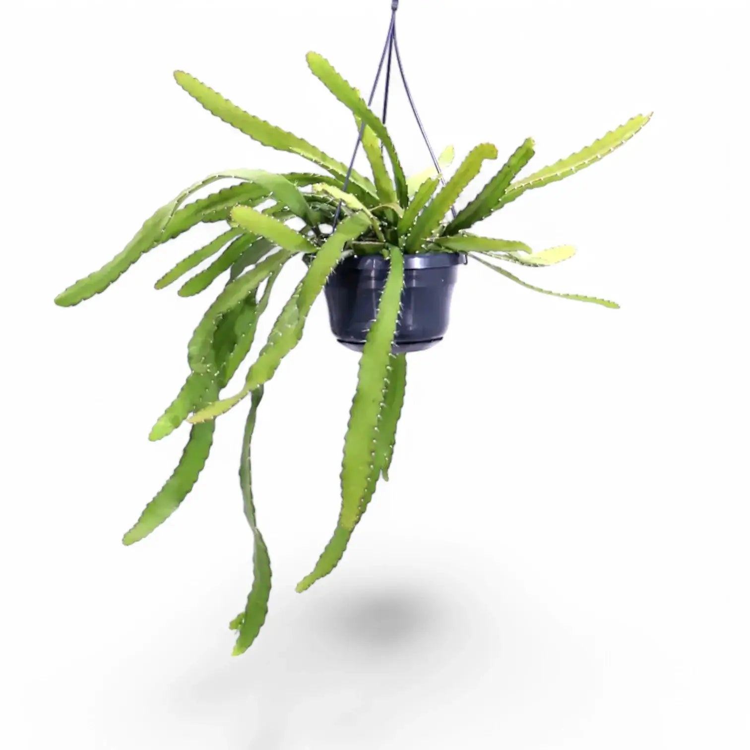 Disocactus (Epiphyllum) ackermannii Zimmerpflanze im Anzuchttopf vor weißem Hintergrund, Produktfoto 4.