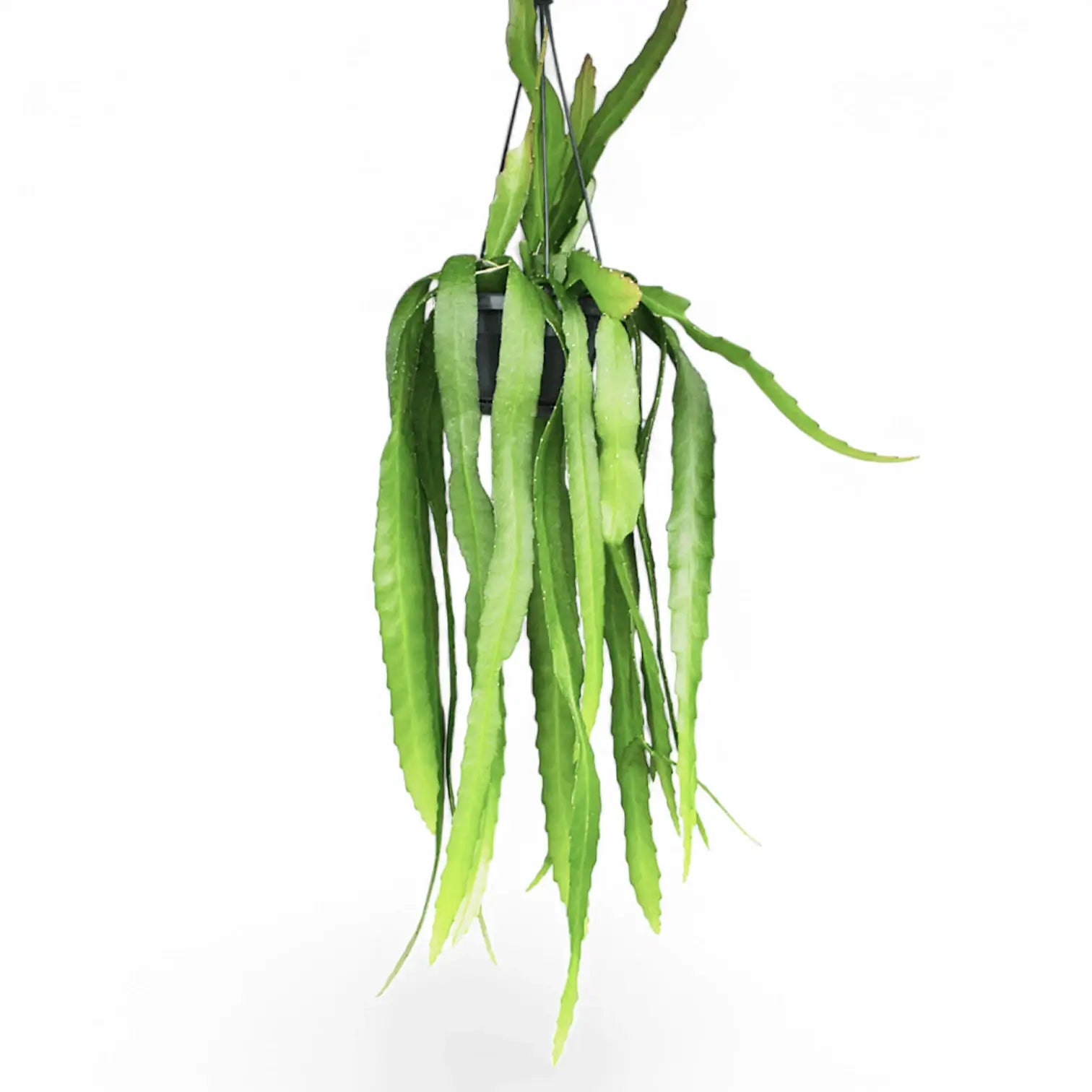 Disocactus (Epiphyllum) ackermannii Zimmerpflanze im Anzuchttopf vor weißem Hintergrund, Produktfoto 5.