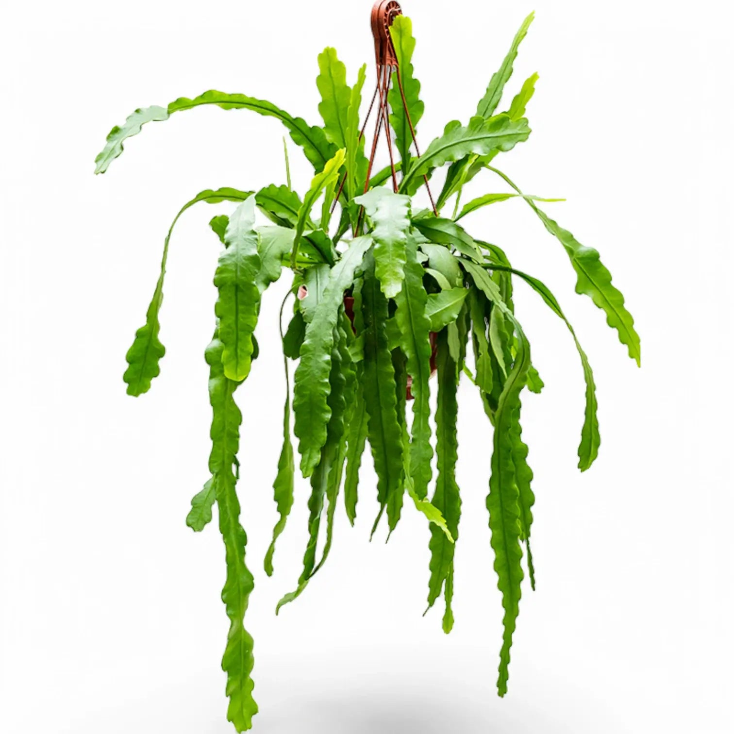 Disocactus (Epiphyllum ) crenatum 'Beavertail' Zimmerpflanze im Anzuchttopf vor weißem Hintergrund, Produktfoto 4.