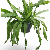 Disocactus (Epiphyllum ) crenatum 'Beavertail' Zimmerpflanze im Anzuchttopf vor weißem Hintergrund, Produktfoto 5.