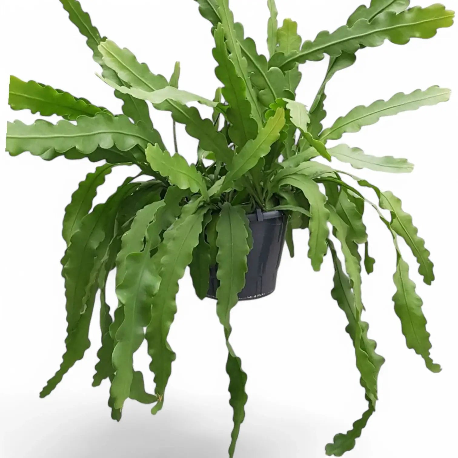 Disocactus (Epiphyllum ) crenatum 'Beavertail' Zimmerpflanze im Anzuchttopf vor weißem Hintergrund, Produktfoto 5.