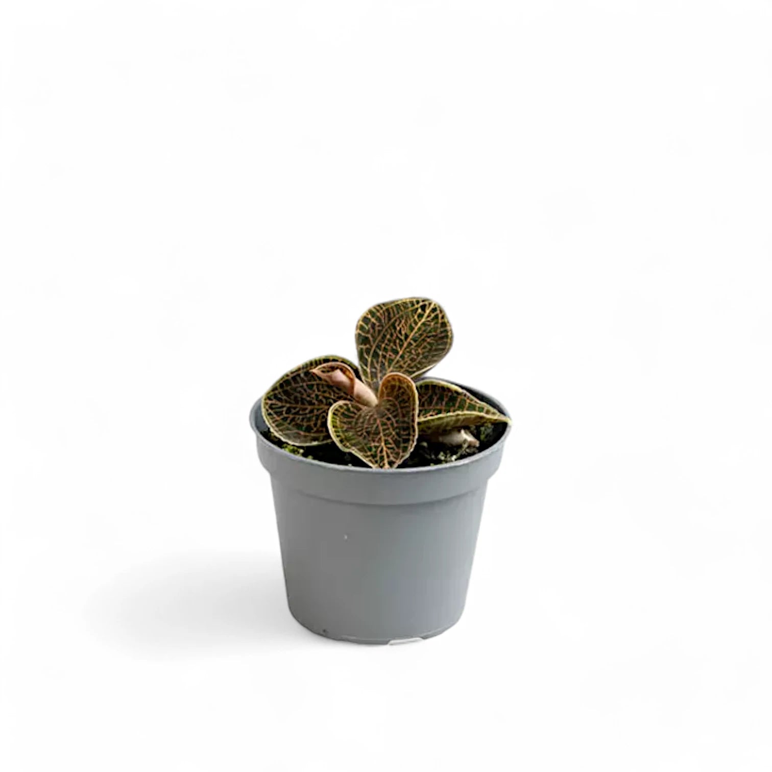 Dossinia marmorata potted houseplant in nursery pot on white background, product photo 2.