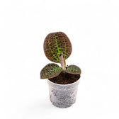 Dossinia marmorata potted houseplant in nursery pot on white background, product photo 4.