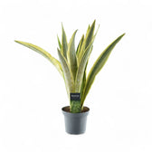 Dracaena (Sansevieria) aubrytiana 'Lauren' potted houseplant in nursery pot on white background, product photo 2.