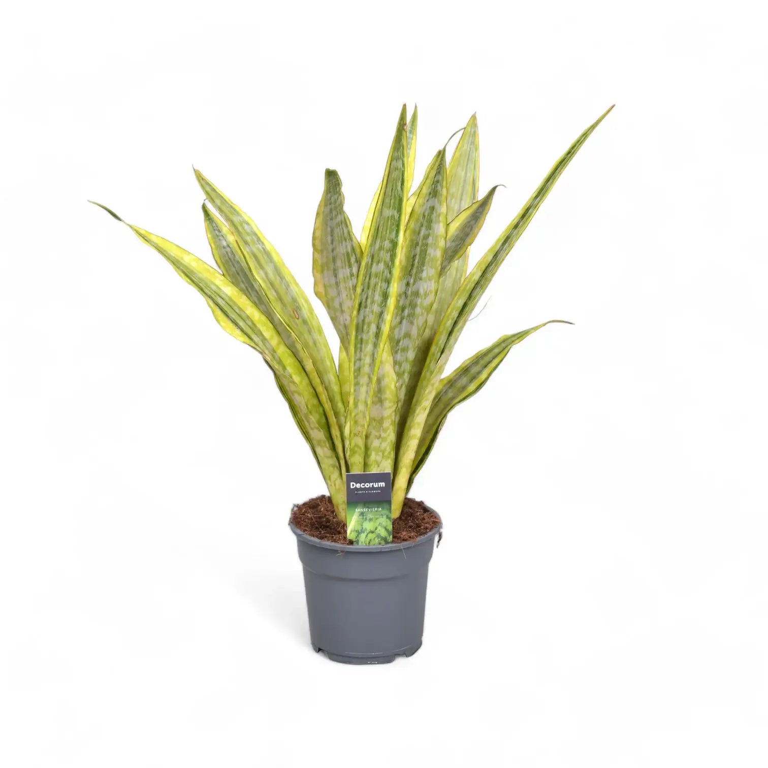 Dracaena (Sansevieria) aubrytiana 'Lauren' potted houseplant in nursery pot on white background, product photo 3.