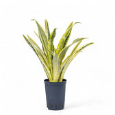 Dracaena (Sansevieria) aubrytiana 'Lauren' potted houseplant in nursery pot on white background, product photo 4.