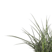 Dracaena (Sansevieria) bacularis 'Fernwood Punk' leaf close-up on white background.