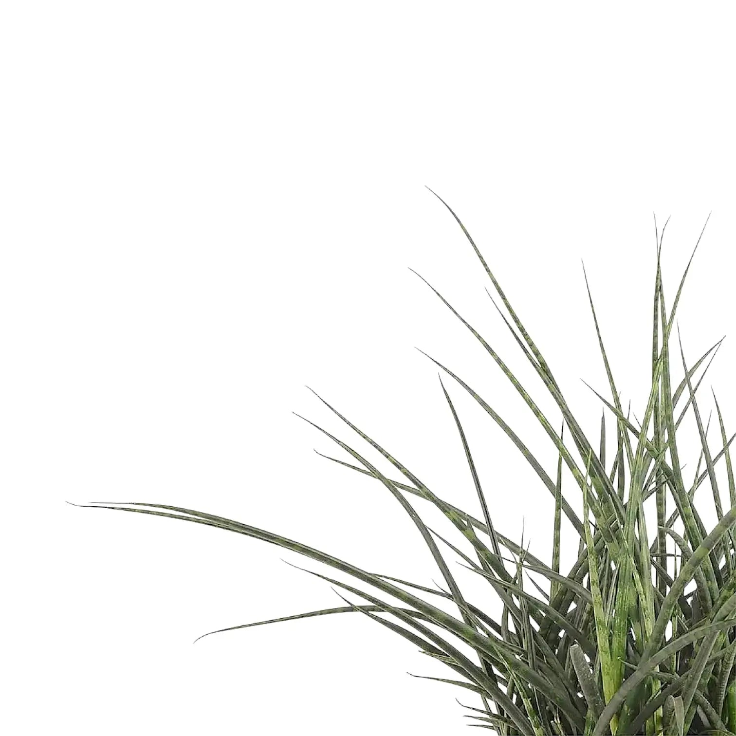 Dracaena (Sansevieria) bacularis 'Fernwood Punk' leaf close-up on white background.