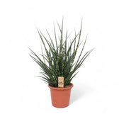 Dracaena (Sansevieria) bacularis 'Fernwood Punk' potted houseplant in nursery pot on white background, product photo 2.