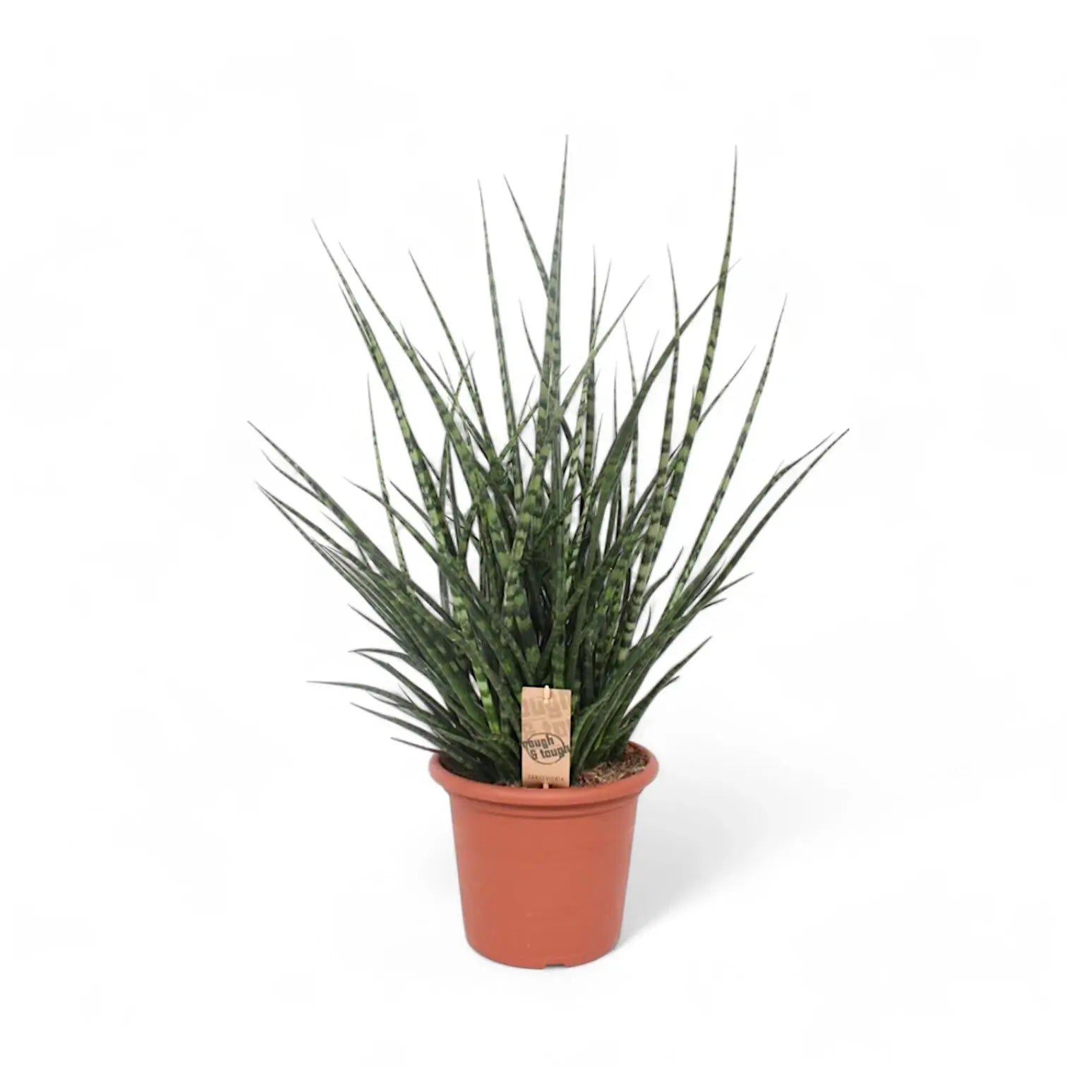 Dracaena (Sansevieria) bacularis 'Fernwood Punk' potted houseplant in nursery pot on white background, product photo 2.