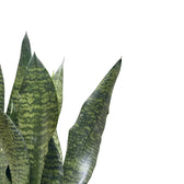 Dracaena (Sansevieria) masoniana 'Dragon' leaf close-up on white background.