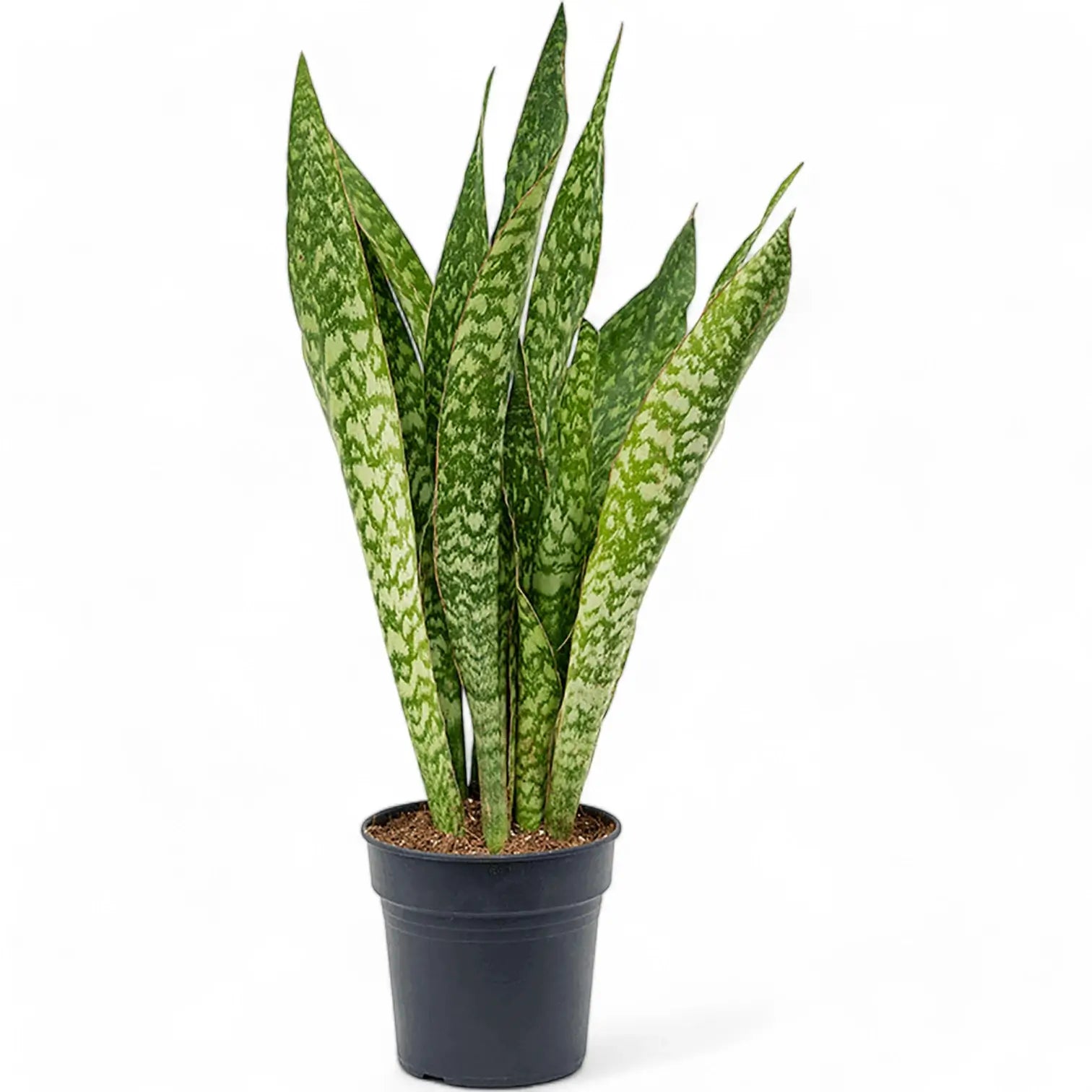 Dracaena (Sansevieria) masoniana 'Dragon' potted houseplant in nursery pot on white background, product photo 3.