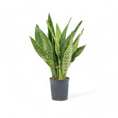 Dracaena (Sansevieria) masoniana 'Dragon' potted houseplant in nursery pot on white background, product photo 4.