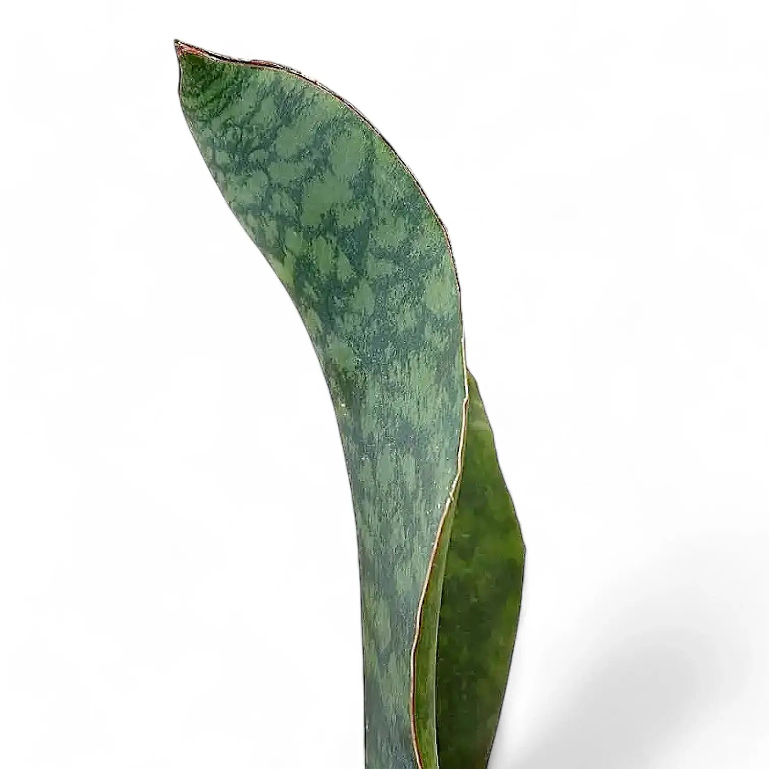 Dracaena (Sansevieria) masoniana 'Victoria' leaf close-up on white background.