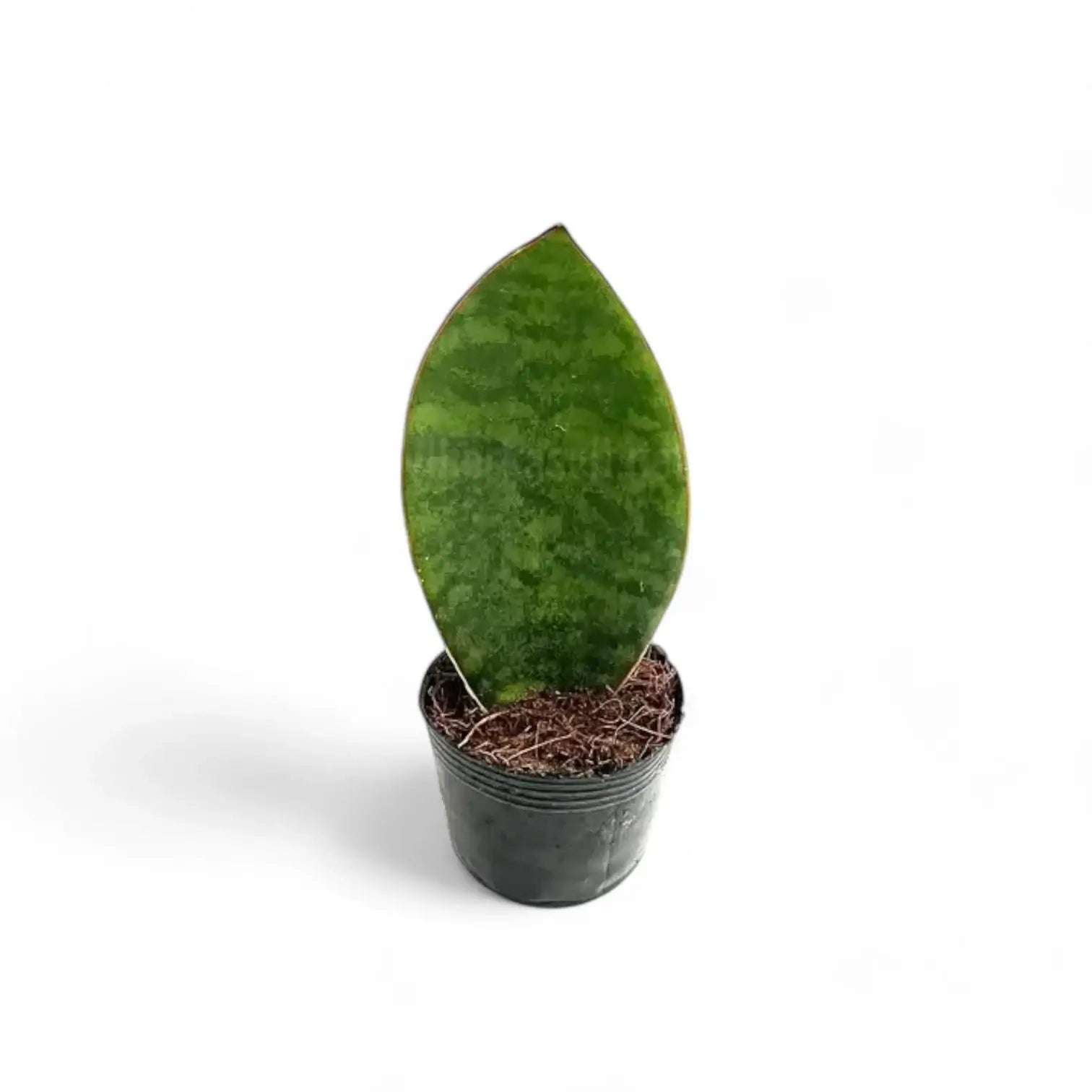 Dracaena (Sansevieria) masoniana 'Victoria' potted houseplant in nursery pot on white background, product photo 2.
