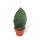 Dracaena (Sansevieria) masoniana 'Victoria' potted houseplant in nursery pot on white background, product photo 3.