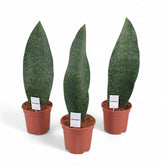 Dracaena (Sansevieria) masoniana 'Victoria' potted houseplant in nursery pot on white background, product photo 5.