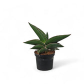 Dracaena (Sansevieria) perrotii 'Samurai' potted houseplant in nursery pot on white background, product photo 3.