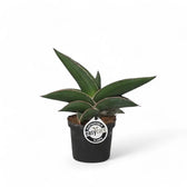 Dracaena (Sansevieria) perrotii 'Samurai' potted houseplant in nursery pot on white background, product photo 4.