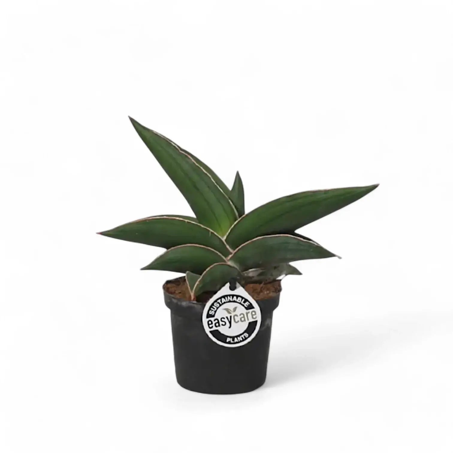 Dracaena (Sansevieria) perrotii 'Samurai' potted houseplant in nursery pot on white background, product photo 4.