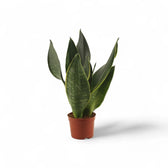 Dracaena (Sansevieria) trifasciata 'Black Diamond' potted houseplant in nursery pot on white background, product photo 3.