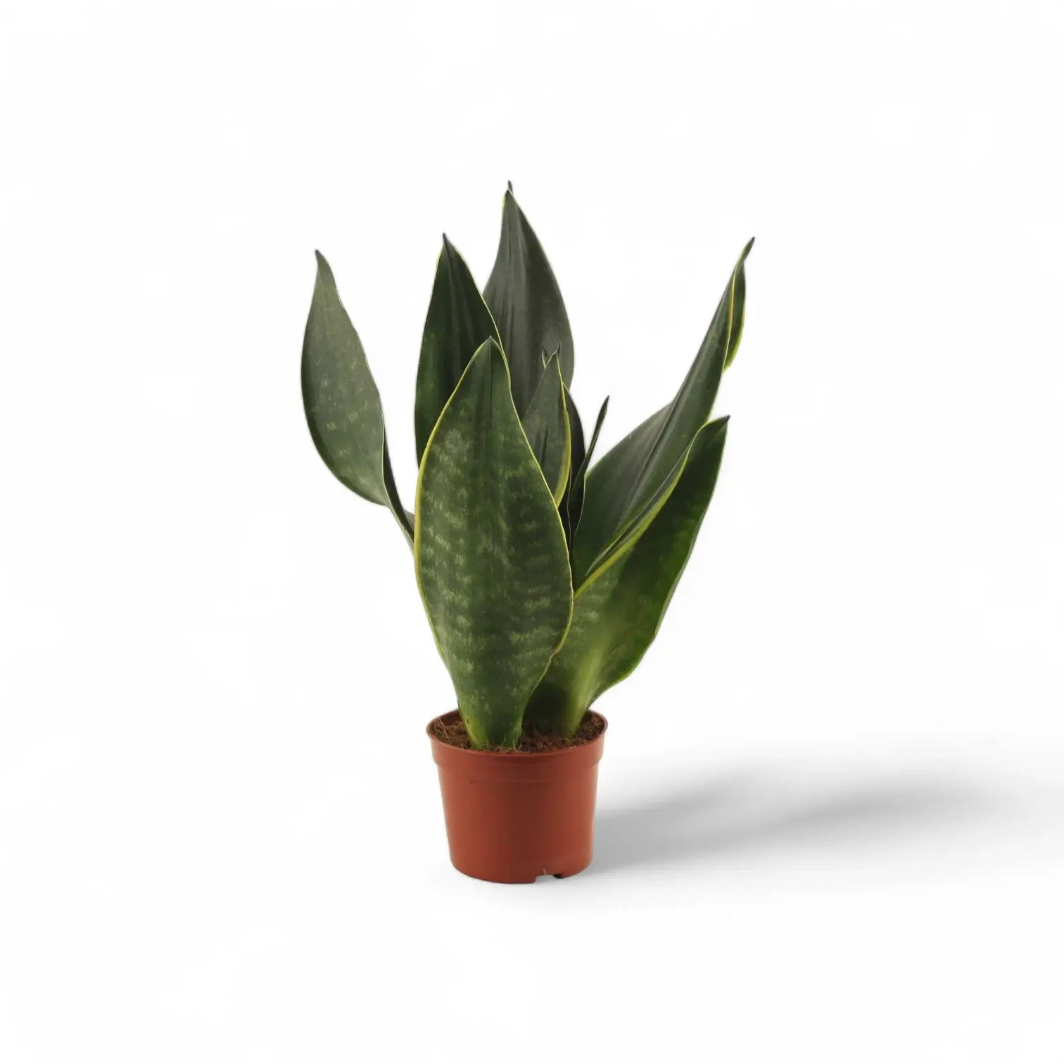 Dracaena (Sansevieria) trifasciata 'Black Diamond' potted houseplant in nursery pot on white background, product photo 3.