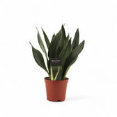 Dracaena (Sansevieria) trifasciata 'Black Diamond' potted houseplant in nursery pot on white background, product photo 4.
