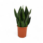 Dracaena (Sansevieria) trifasciata 'Black Diamond' potted houseplant in nursery pot on white background, product photo 5.
