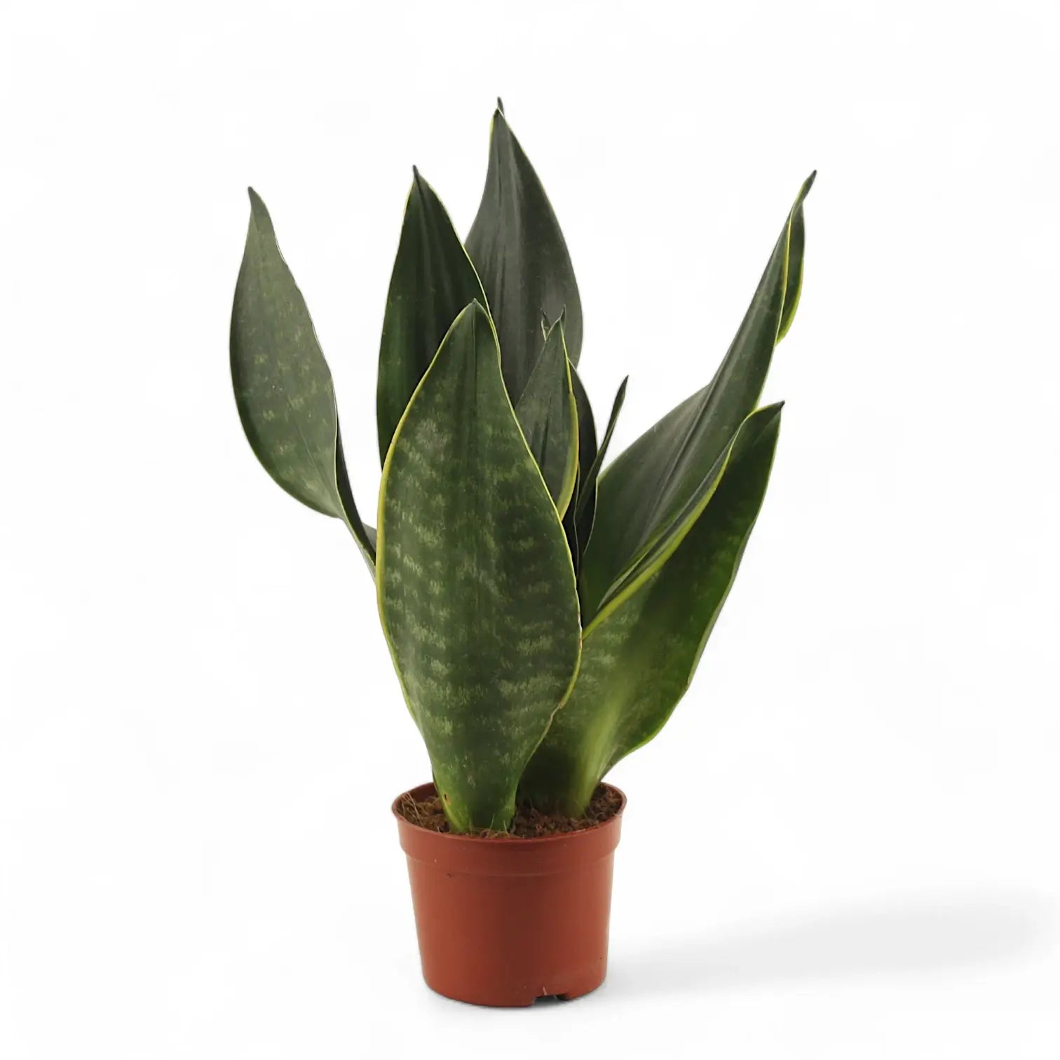 Dracaena (Sansevieria) trifasciata 'Black Diamond' potted houseplant in nursery pot on white background, product photo 6.
