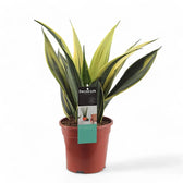Dracaena (Sansevieria) trifasciata 'Gold Flame' potted houseplant in nursery pot on white background, product photo 2.
