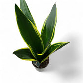 Dracaena (Sansevieria) trifasciata 'Golden Diamond' potted houseplant in nursery pot on white background, product photo 2.