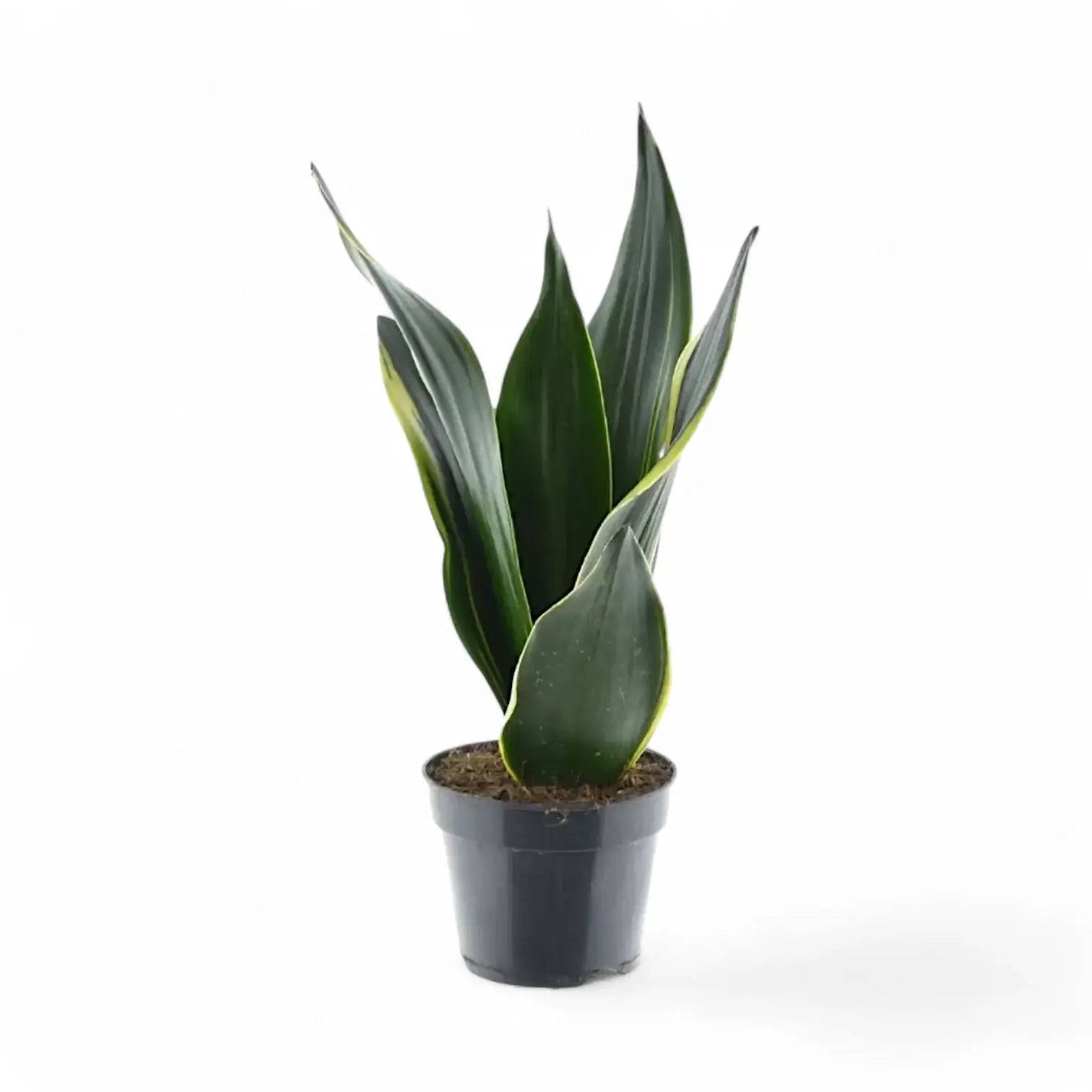 Dracaena (Sansevieria) trifasciata 'Golden Diamond' potted houseplant in nursery pot on white background, product photo 3.