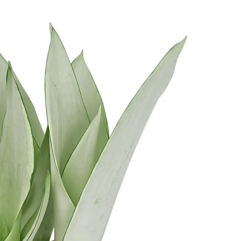 Dracaena (Sansevieria) trifasciata 'Moonshine' leaf close-up on white background.