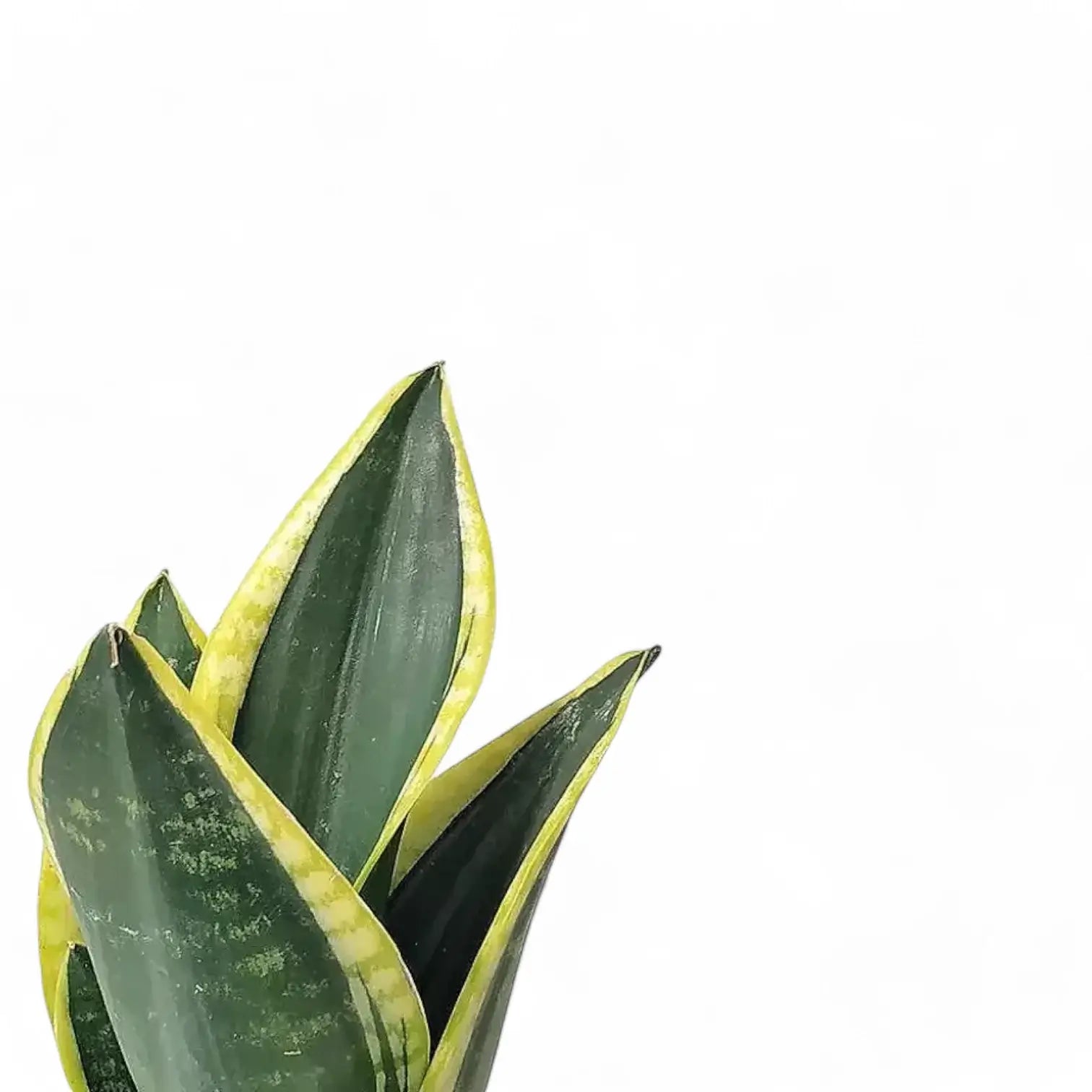 Dracaena (Sansevieria) trifasciata 'Night Shade' leaf close-up on white background.
