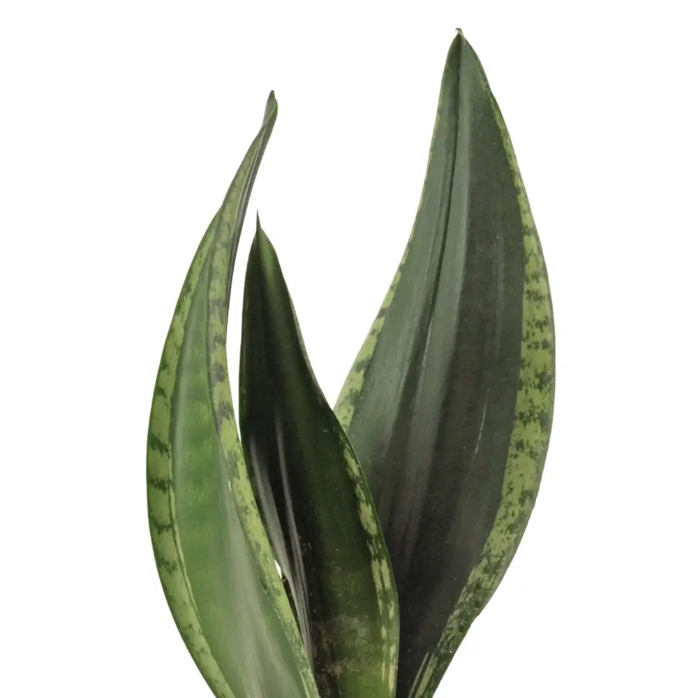 Dracaena (Sansevieria) trifasciata 'Silver Flame' leaf close-up on white background.