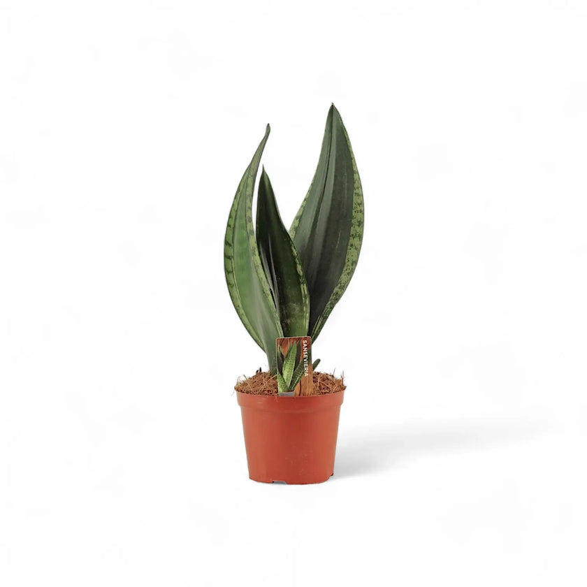 Dracaena (Sansevieria) trifasciata 'Silver Flame' Zimmerpflanze im Anzuchttopf vor weißem Hintergrund, Produktfoto 2.