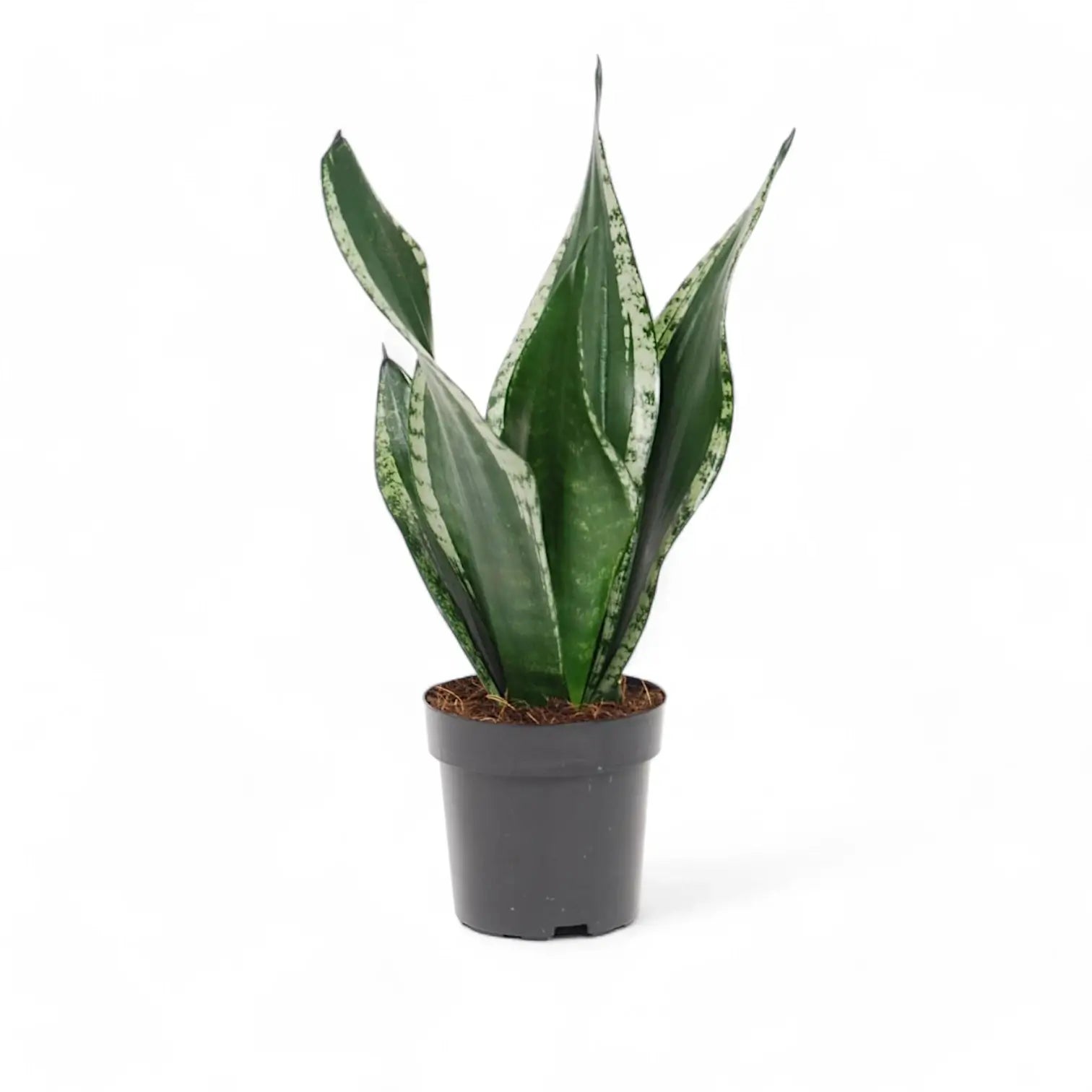 Dracaena (Sansevieria) trifasciata 'Silver Flame' potted houseplant in nursery pot on white background, product photo 3.