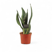 Dracaena (Sansevieria) trifasciata 'Silver Flame' potted houseplant in nursery pot on white background, product photo 5.