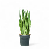 Dracaena (Sansevieria) trifasciata 'Silver Mist' potted houseplant in nursery pot on white background, product photo 4.