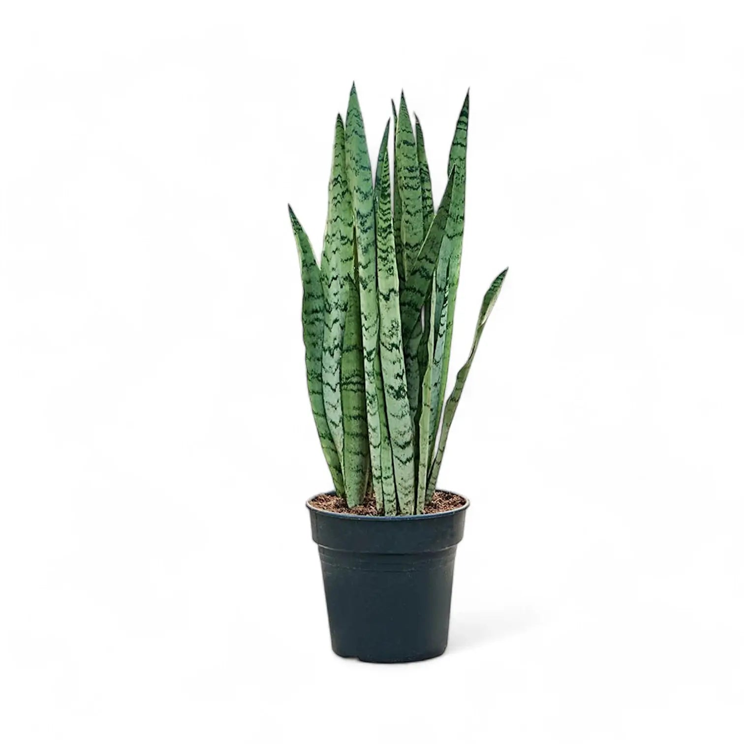 Dracaena (Sansevieria) trifasciata 'Silver Mist' potted houseplant in nursery pot on white background, product photo 5.