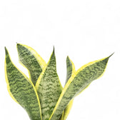 Dracaena (Sansevieria) trifasciata 'Superba' leaf close-up on white background.