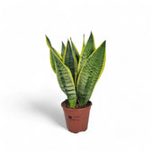 Dracaena (Sansevieria) trifasciata 'Superba' potted houseplant in nursery pot on white background, product photo 4.