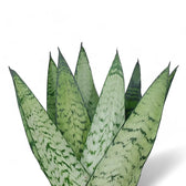 Dracaena (Sansevieria) zeylanica 'Fan' leaf close-up on white background.