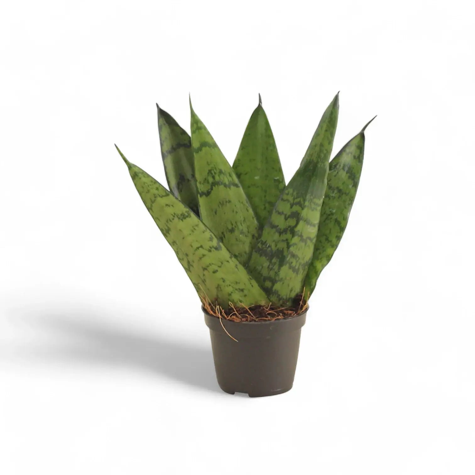 Dracaena (Sansevieria) zeylanica 'Fan' potted houseplant in nursery pot on white background, product photo 3.