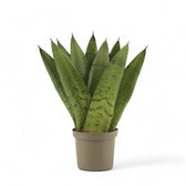 Dracaena (Sansevieria) zeylanica 'Fan' potted houseplant in nursery pot on white background, product photo 4.
