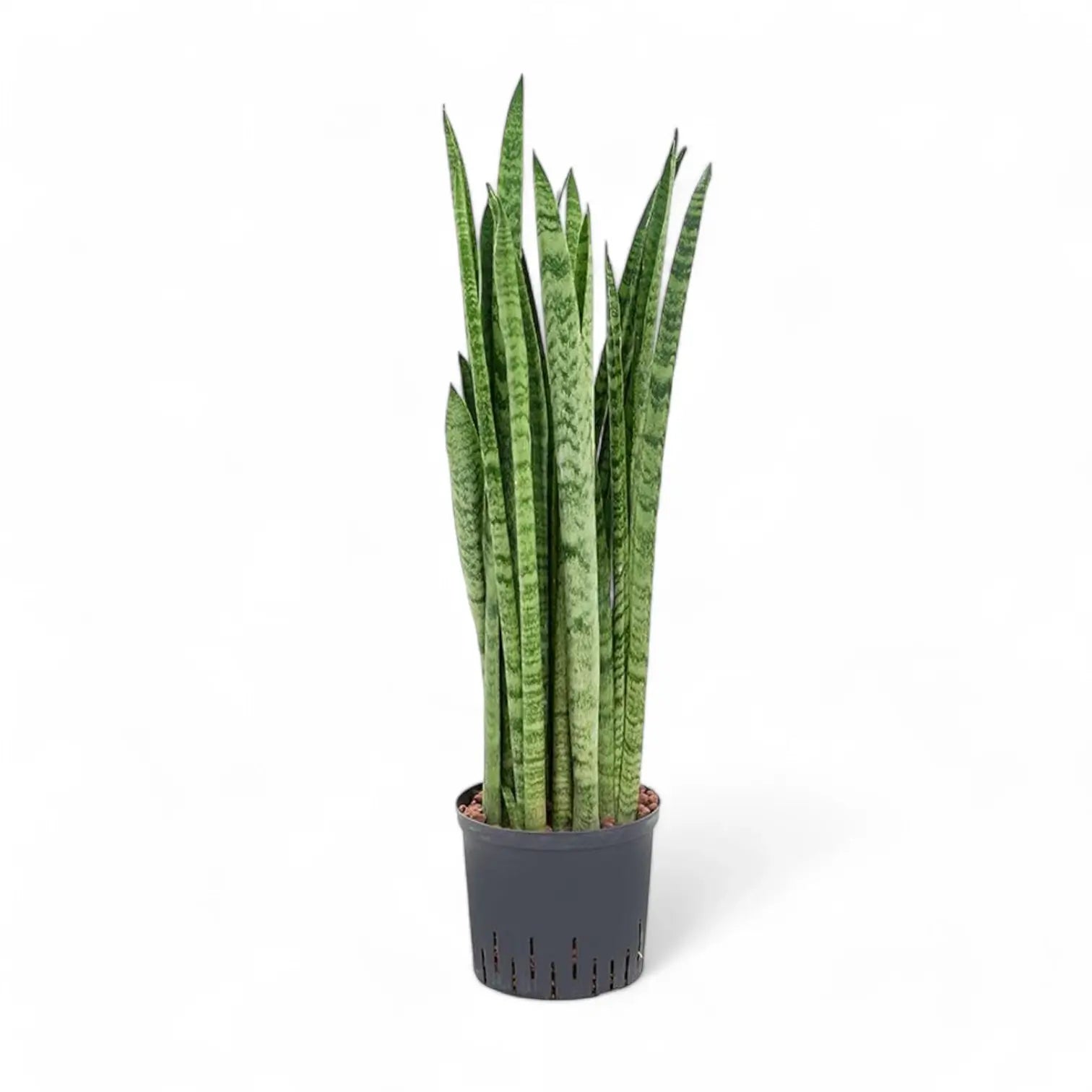 Dracaena (Sansevieria) zeylanica 'Narrow' potted houseplant in nursery pot on white background, product photo 2.