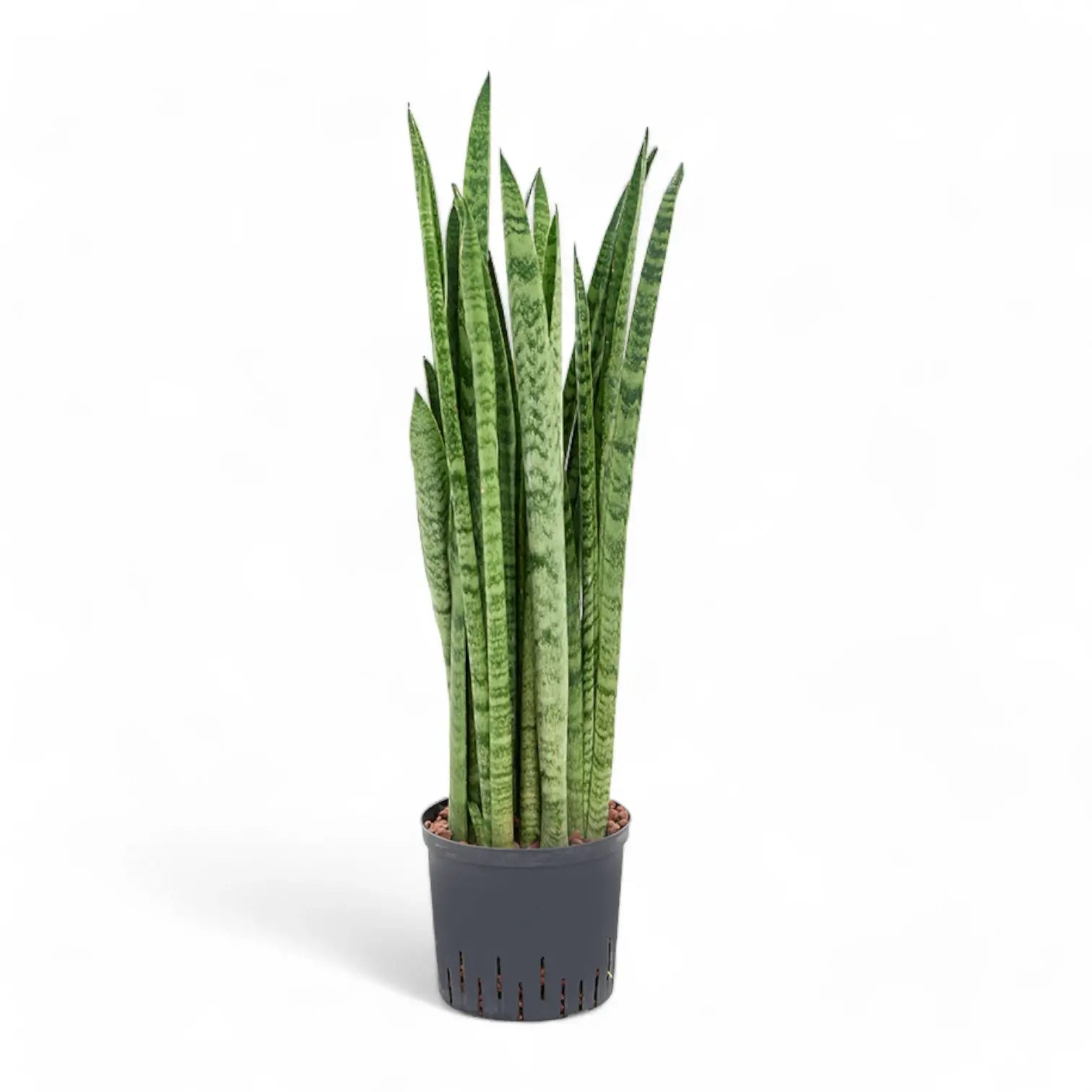Dracaena (Sansevieria) zeylanica 'Narrow' potted houseplant in nursery pot on white background, product photo 3.